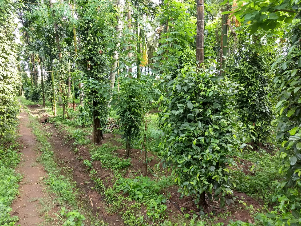 18-acre-cheapest-agricultural-land-for-sale-in-chemmanampathy-palakkad