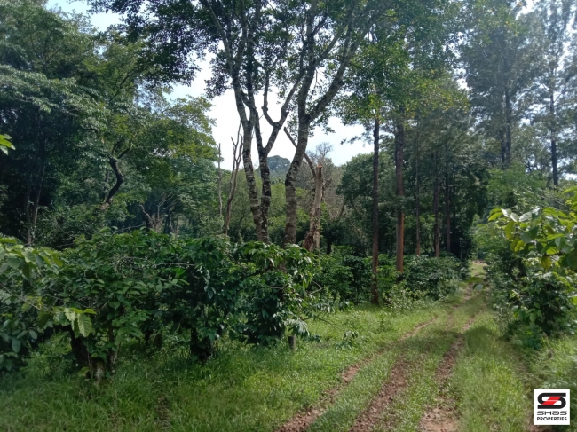 Resort land for sale near Mananthavady,Wayanad