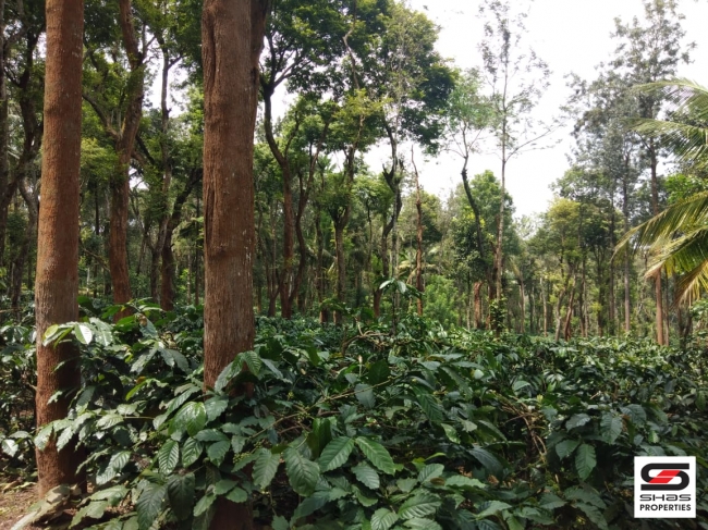 Coffee Estate for sale in Coorg, Karnataka