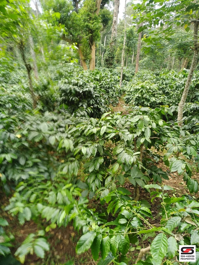 Coffee estate for sale in Virajpet, Coorg