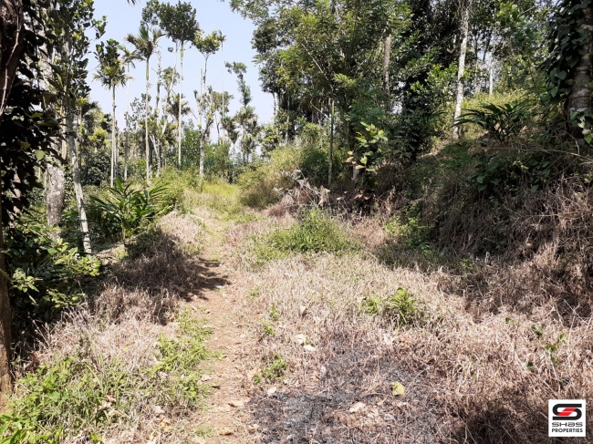 Cardamom farm land for sale In Attappadi, Palakkad