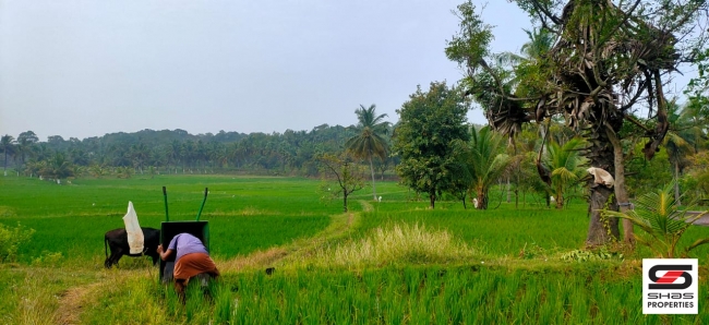 Paddy field for sale in Chittur, Palakkad