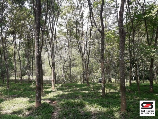 Plot with small house in Nadavayal, Wayanad for sale