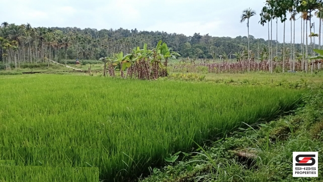 Plot for sale at Kenichira, Wayanad