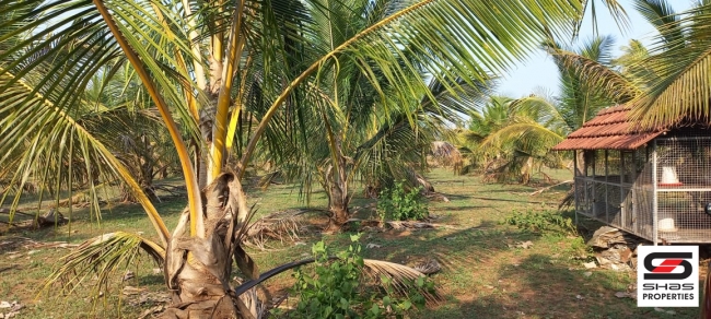 Farmland for sale in Eruthempathy, Palakkad