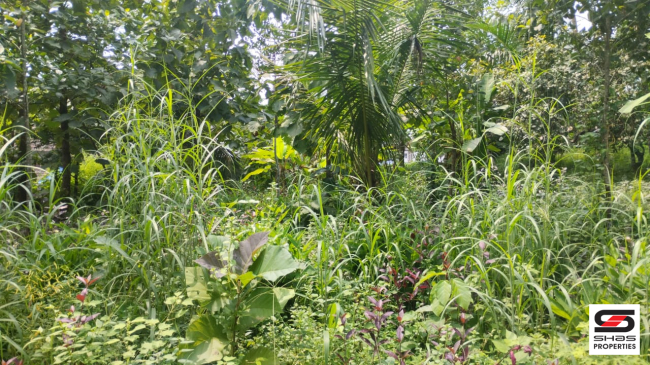 Plot for sale in Mundayad, Kannur