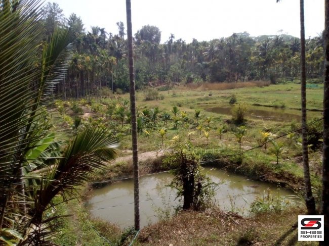 1.60 Acre land with house for sale in Nadavayal, Wayanad