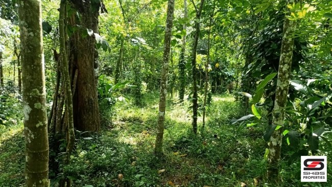  4 BHK house for sale at Meenangadi, Wayanad