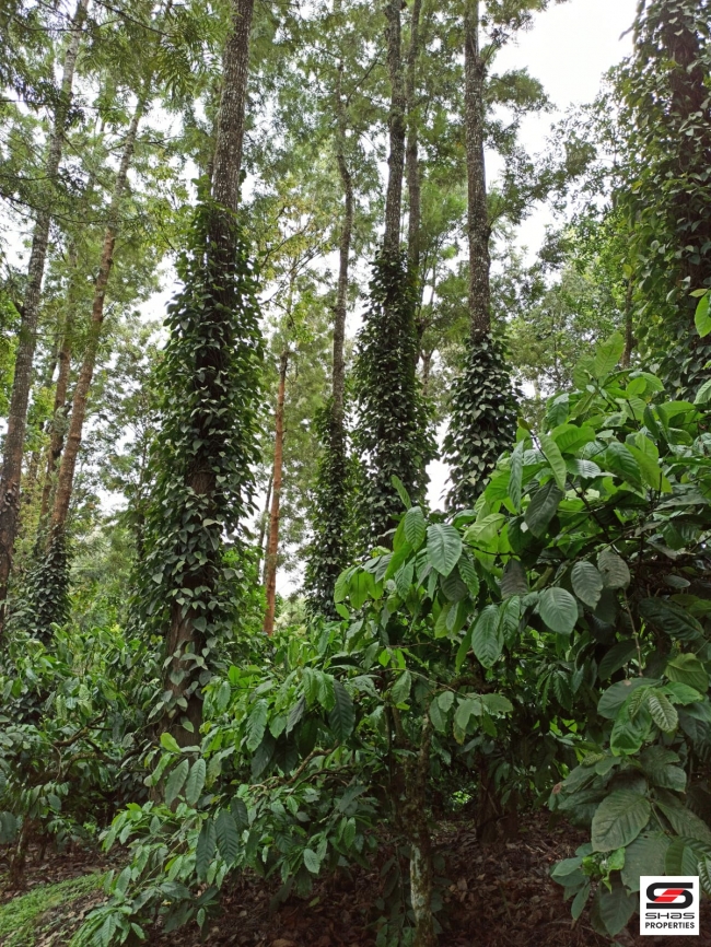 Mixed farmland for sale in Coorg, Karnataka