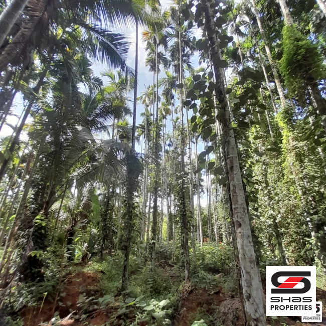 Arecanut farm land for sale in Kongad, Palakkad