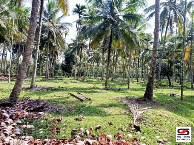 Farmland for sale in Pulpally, Wayanad