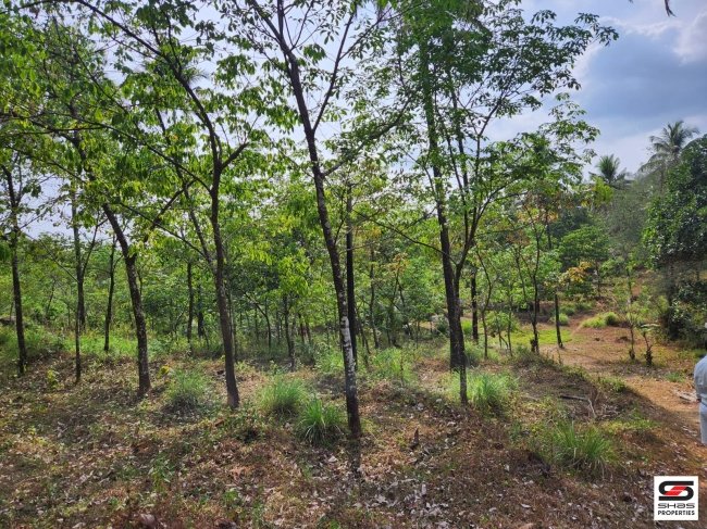Resort land for sale in Kuttiady, Kozhikode