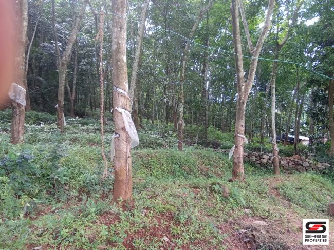 Land with 2 BHK house for sale in Kadampazhipuram, Palakkad