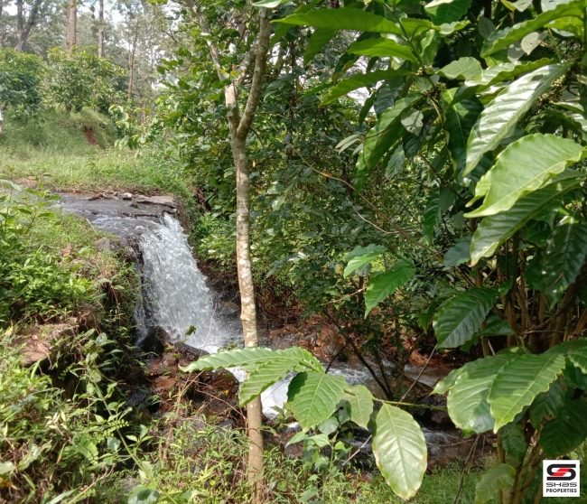Resort land for sale near Mananthavady,Wayanad