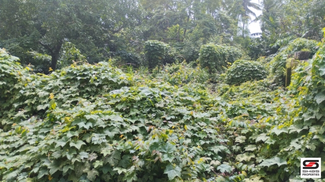Residential  plot for sale at Kakkad, Kannur