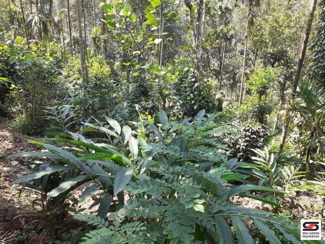 Cardamom farm land for sale In Attappadi, Palakkad
