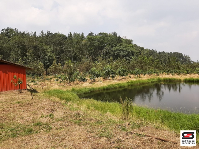 Coffee plantation for sale in Coorg, Karnataka