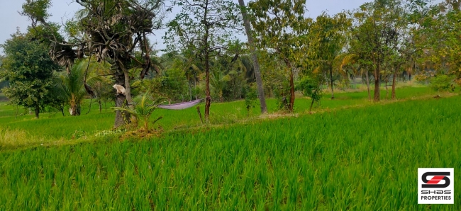 Paddy field for sale in Chittur, Palakkad