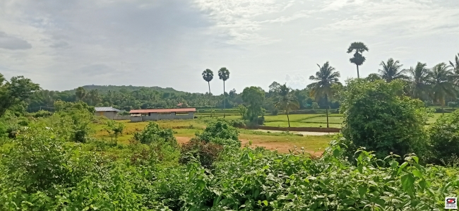 Agricultural land for sale in Pallassana, Palakkad
