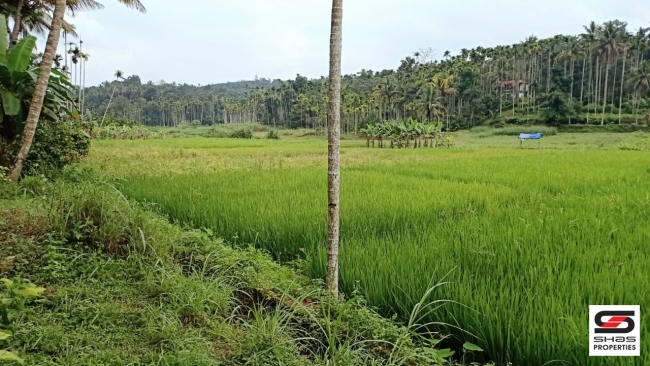 Plot for sale at Kenichira, Wayanad