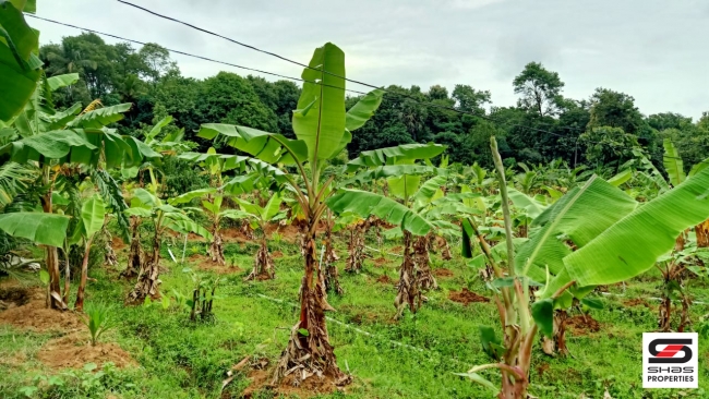 Farmland with farmhouse for sale at Pallassana, Palakkad