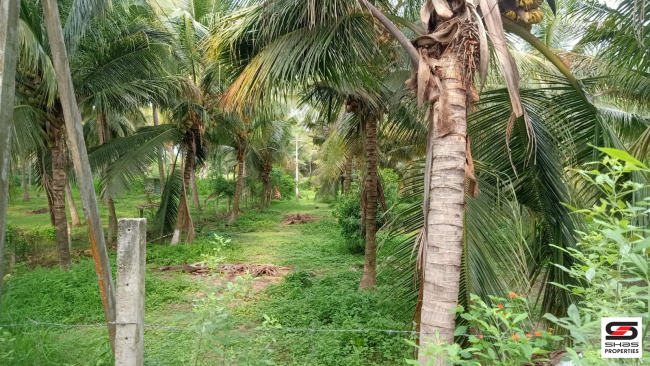 1 Acre farmland for sale in Ozhalapathy, Palakkad
