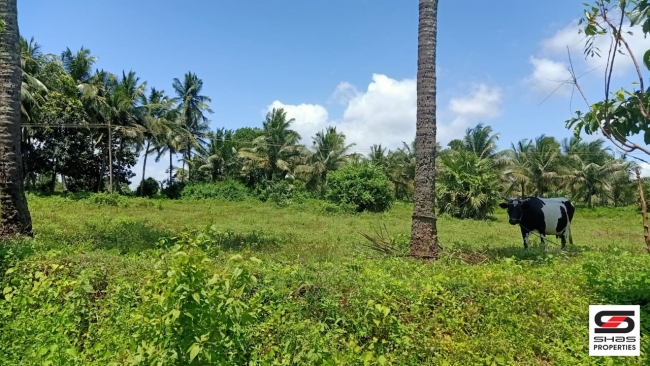 7 Acres land for sale in Velanthavalam, Palakkad