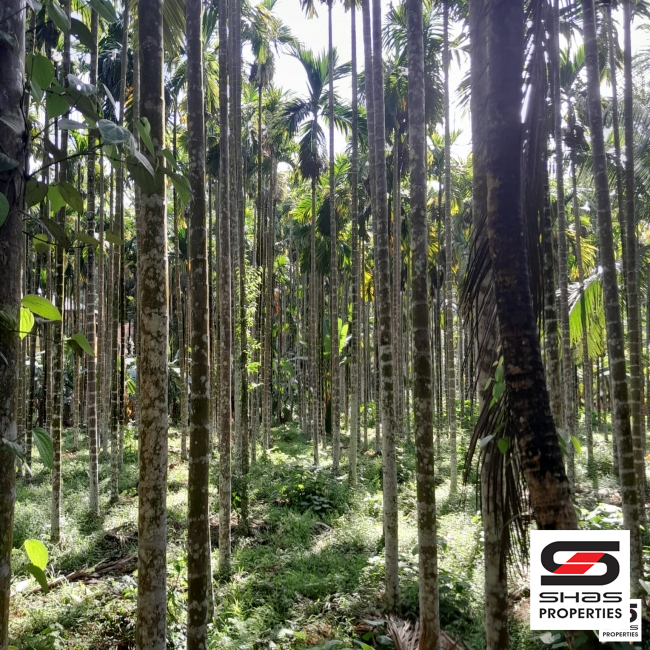 Arecanut farm land for sale in Kongad, Palakkad