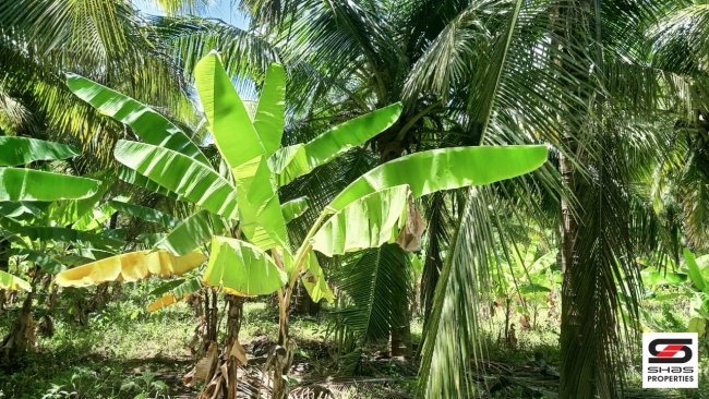 6 Acres farmland for sale at Kozhinjampara,Palakkad