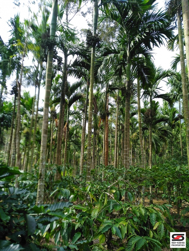Coffee estate for sale in Virajpet, Coorg