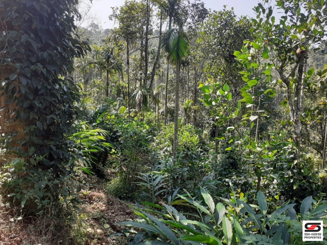 Cardamom farm land for sale In Attappadi, Palakkad