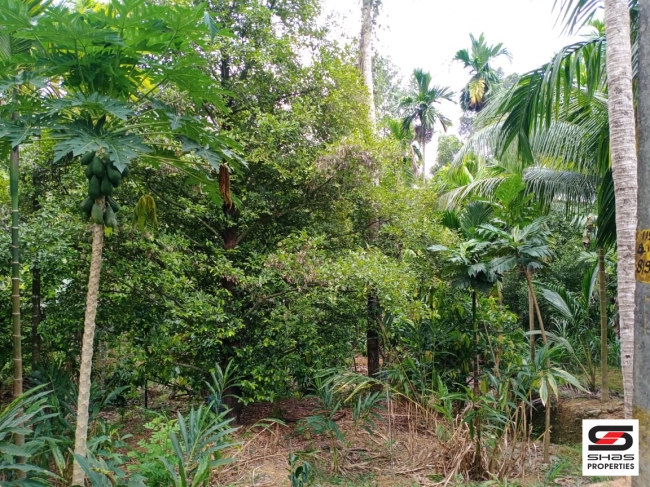 Land with house for sale in Paingottoor, Ernakulam