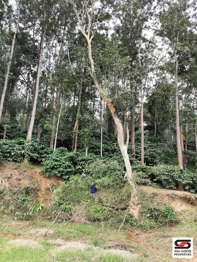 Coffee plantation for sale in Coorg, Karnataka