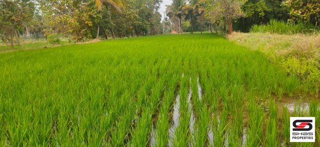Paddy field for sale in Chittur, Palakkad