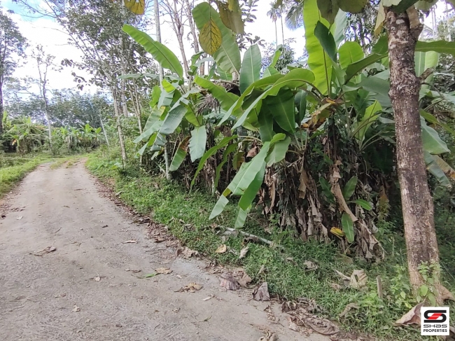 Land with house for sale near Nellimalam town, Wayanad