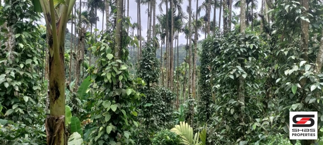 Farmland with a house for sale at Attapadi, Palakkad