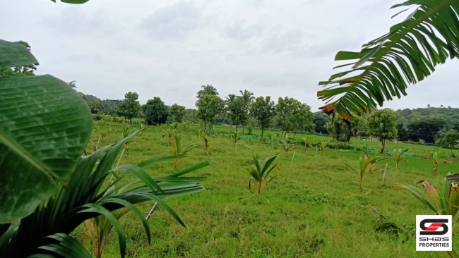 Farmland with farmhouse for sale at Pallassana, Palakkad