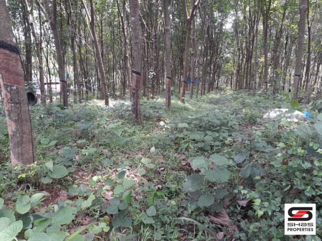 Rubber plot for sale at Nilambur, Malappuram