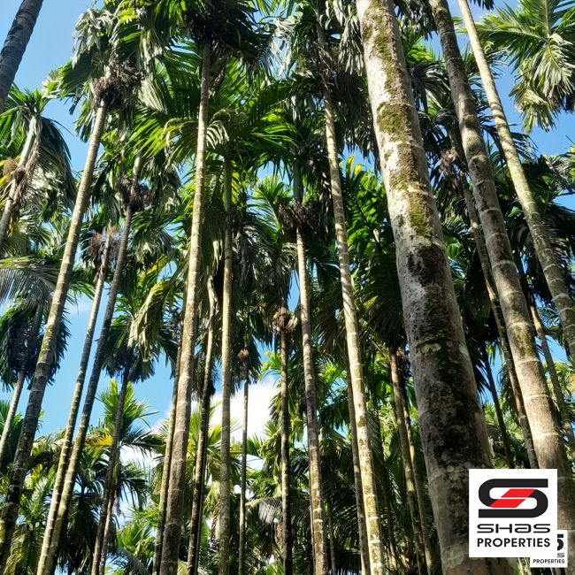 Arecanut farm land for sale in Kongad, Palakkad