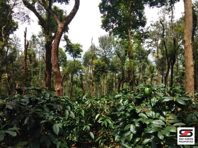 Coffee Estate for sale in Coorg, Karnataka