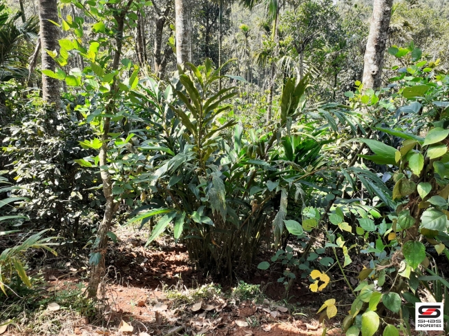 Cardamom farm land for sale In Attappadi, Palakkad