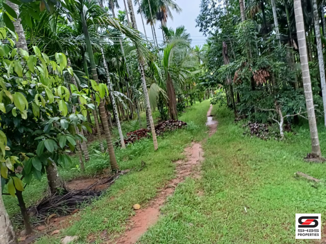 Farmland for sale in Kongad, Palakkad