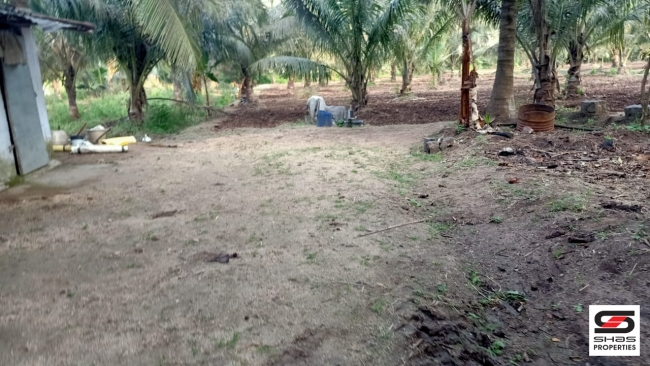 Coconut Farmland for Sale in Kozhinjampara, Palakkad