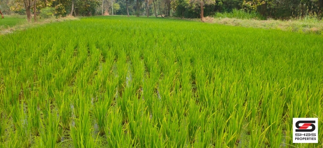 Paddy field for sale in Chittur, Palakkad