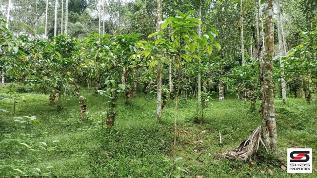 Plot for sale at Kenichira, Wayanad