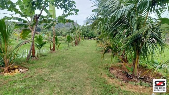 Farmland with farmhouse for sale at Pallassana, Palakkad