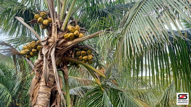1 Acre farmland for sale in Ozhalapathy, Palakkad