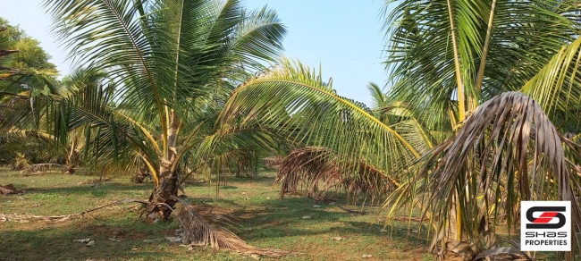 Farmland for sale in Eruthempathy, Palakkad