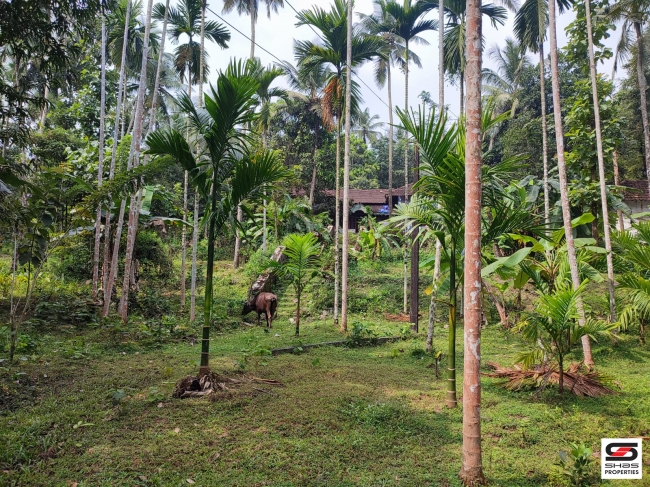 Land with traditional house for Sale at Mannarkad, Palakkad