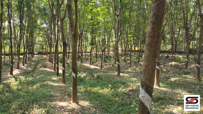 4.5 Acre plot for sale in Chelakkara, Thrissur